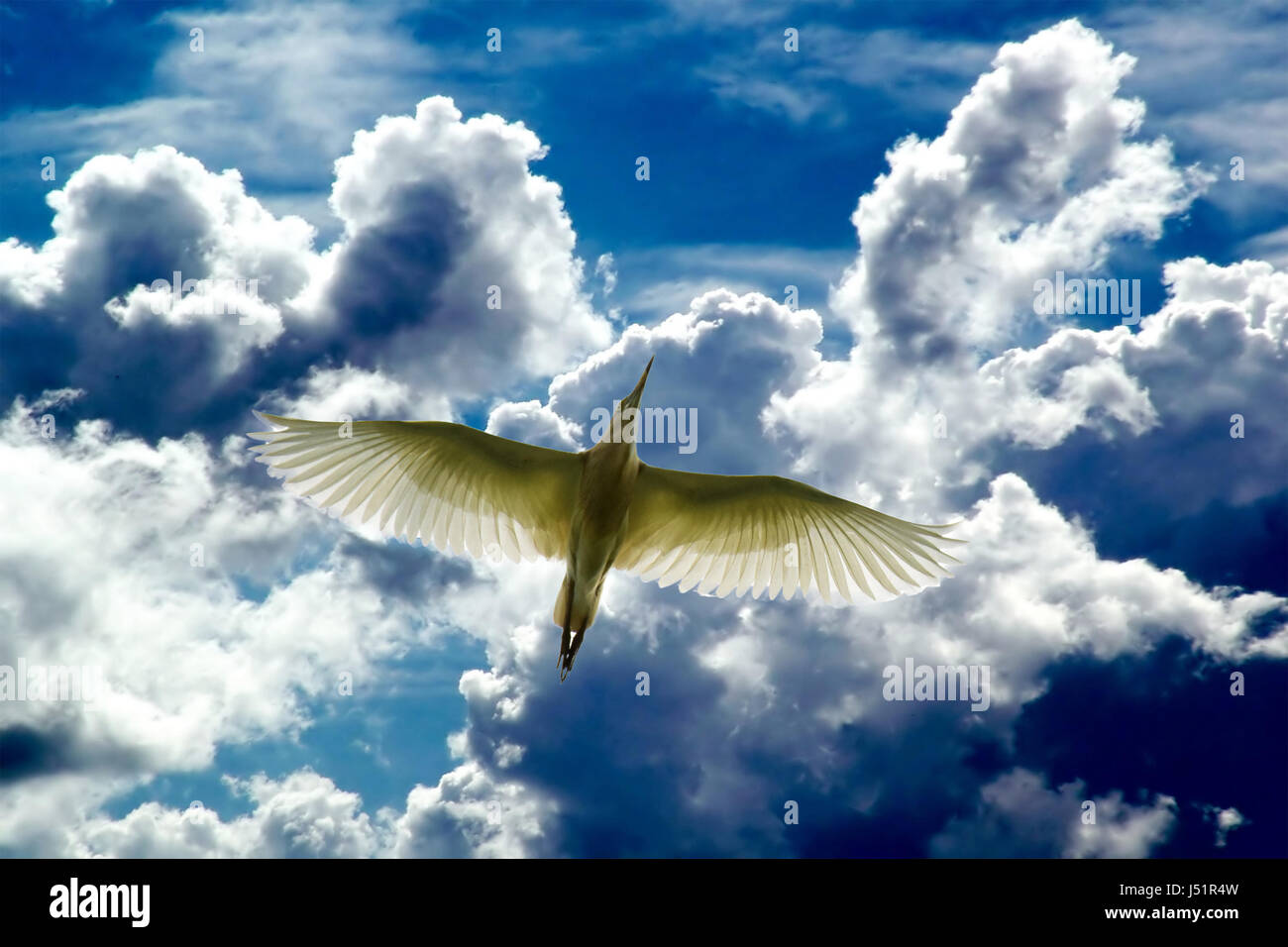 Natures animals hi-res stock photography and images - Alamy