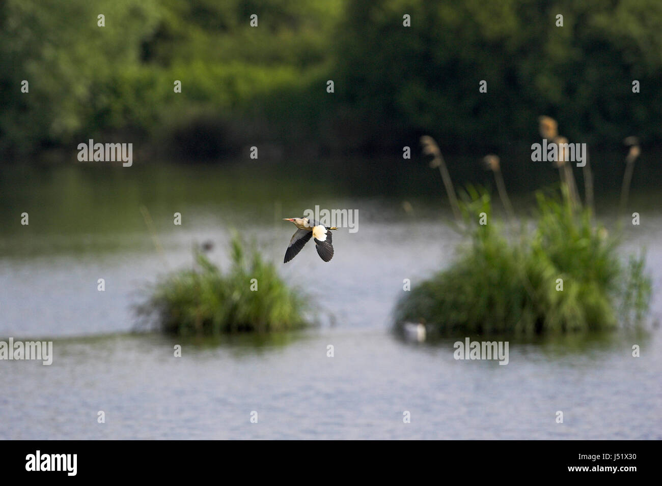 Little bittern Ixobrychus minutus male in flight La Brenne Centre Region France Stock Photo
