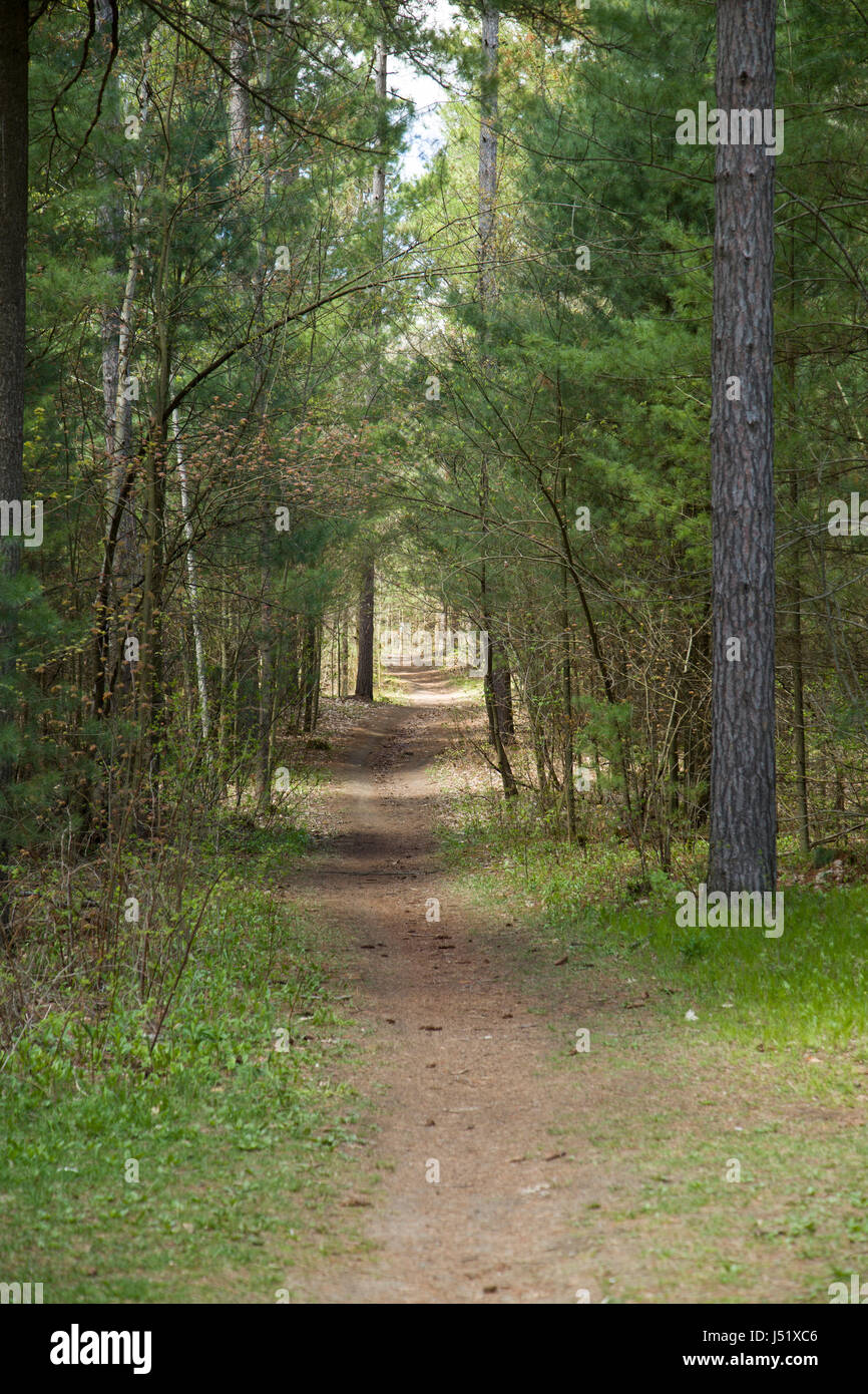 Natural pathway in the forest. Stock Photo