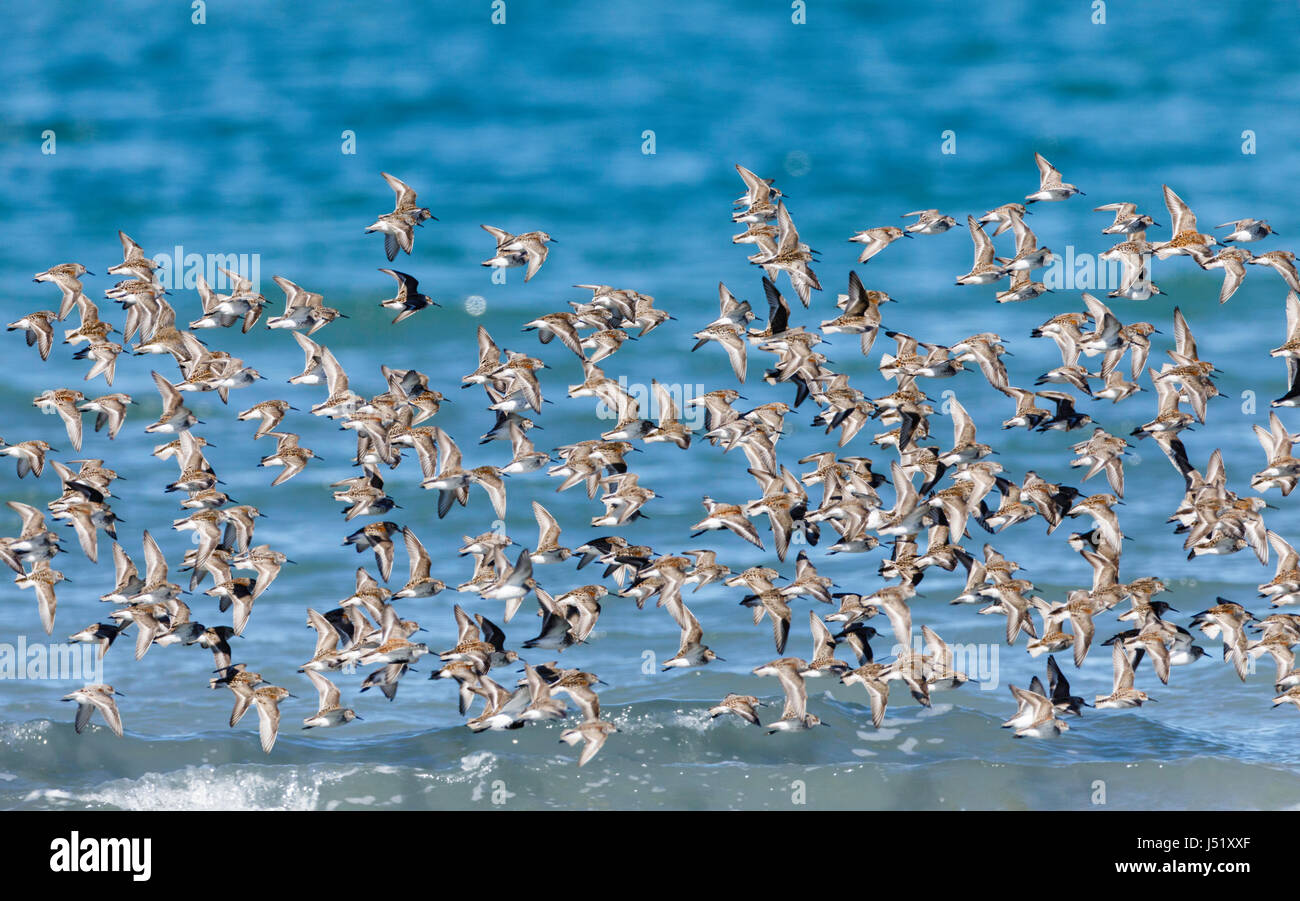 A flock of Western Sandpipers (Caldris mauri) takes flight over Hartney Bay in Cordova in Southcentral Alaska. Spring. Morning. Stock Photo