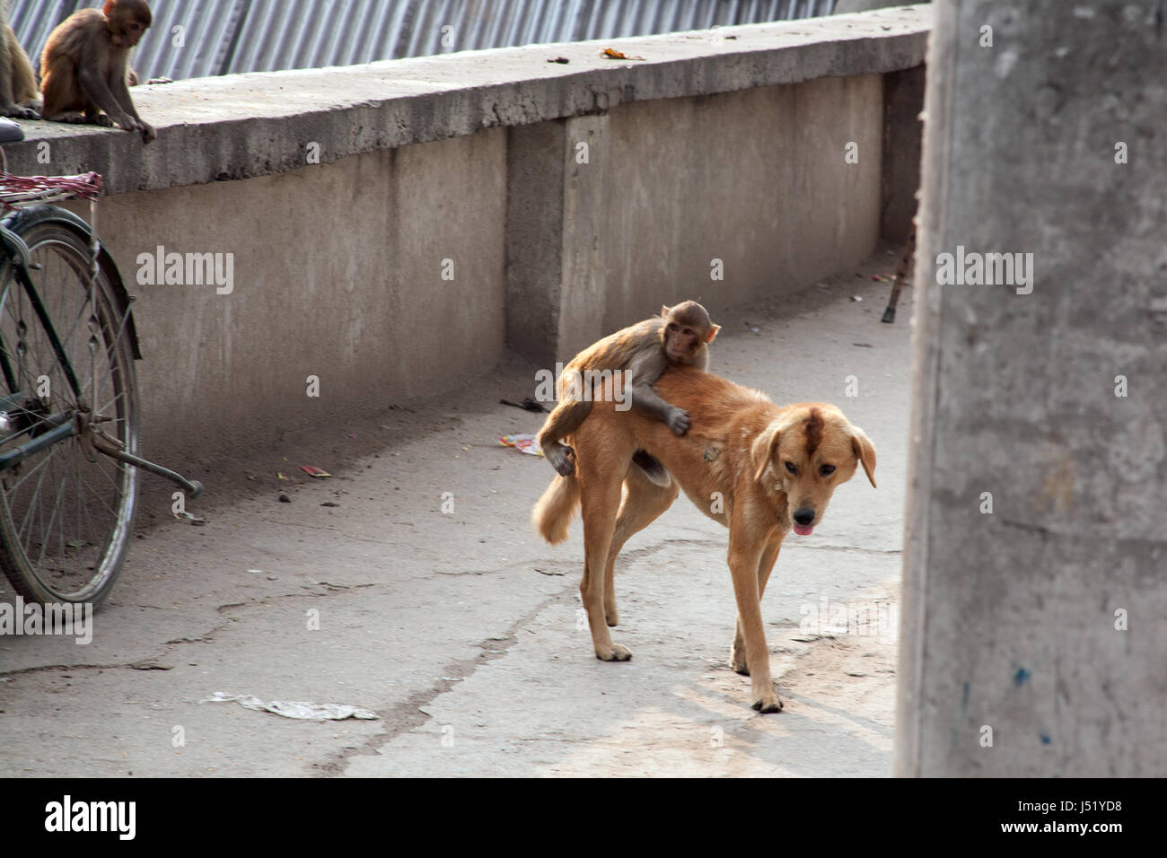 does monkey and dog get along