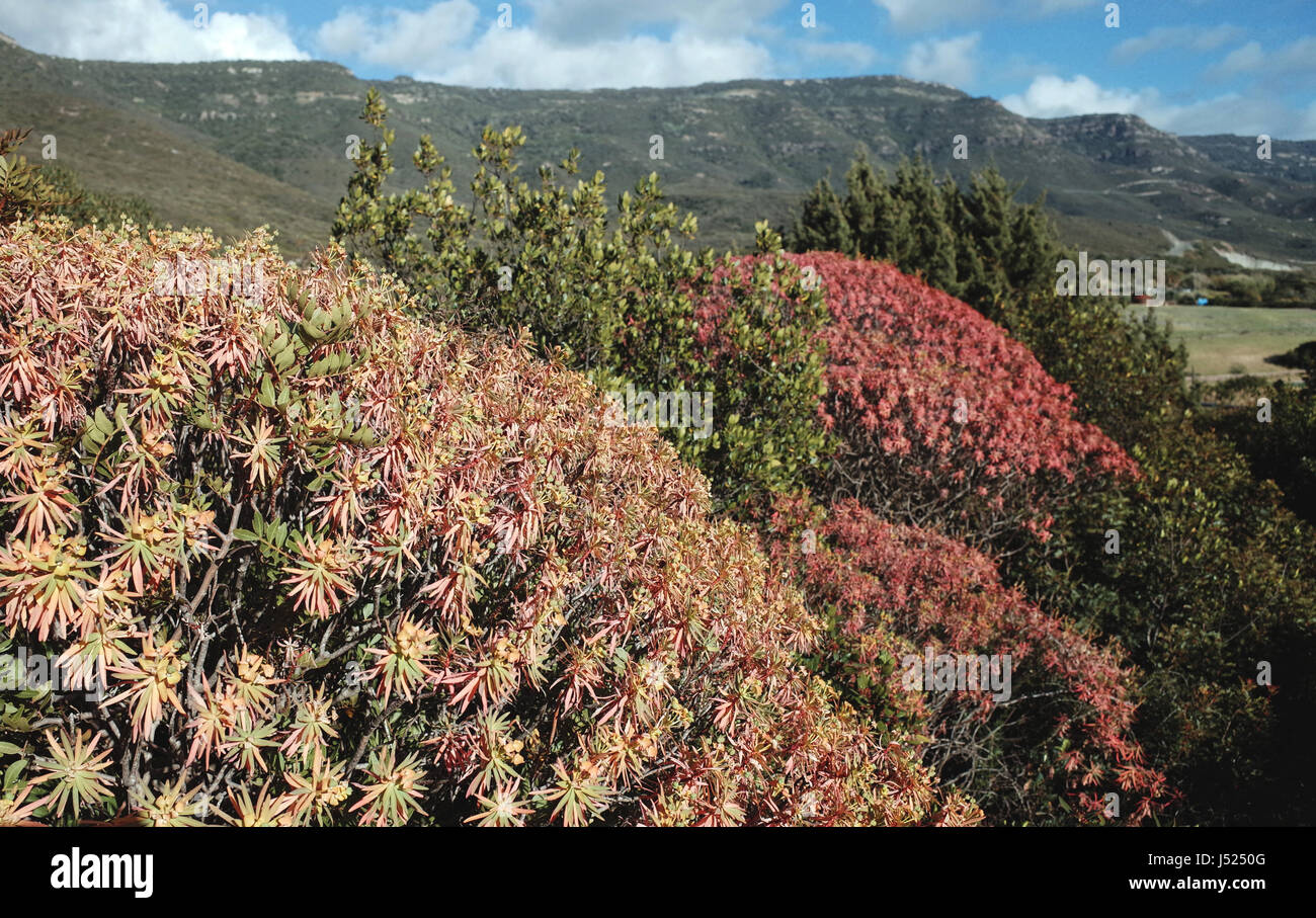 Woody spurge (euphorbia dendroides) near Alghero, Sardinia Stock Photo