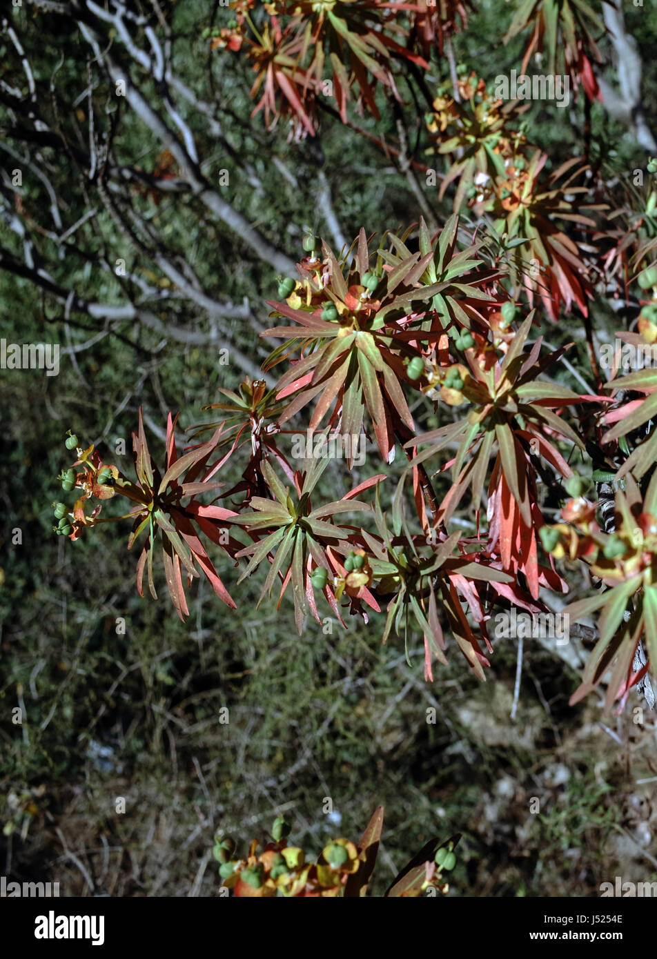 Woody sturge (euphorbia dendroides) Stock Photo