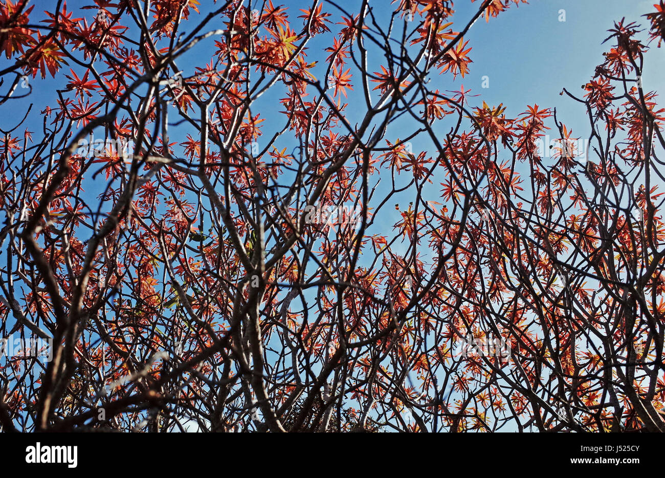 Woody sturge (euphorbia dendroides) Stock Photo