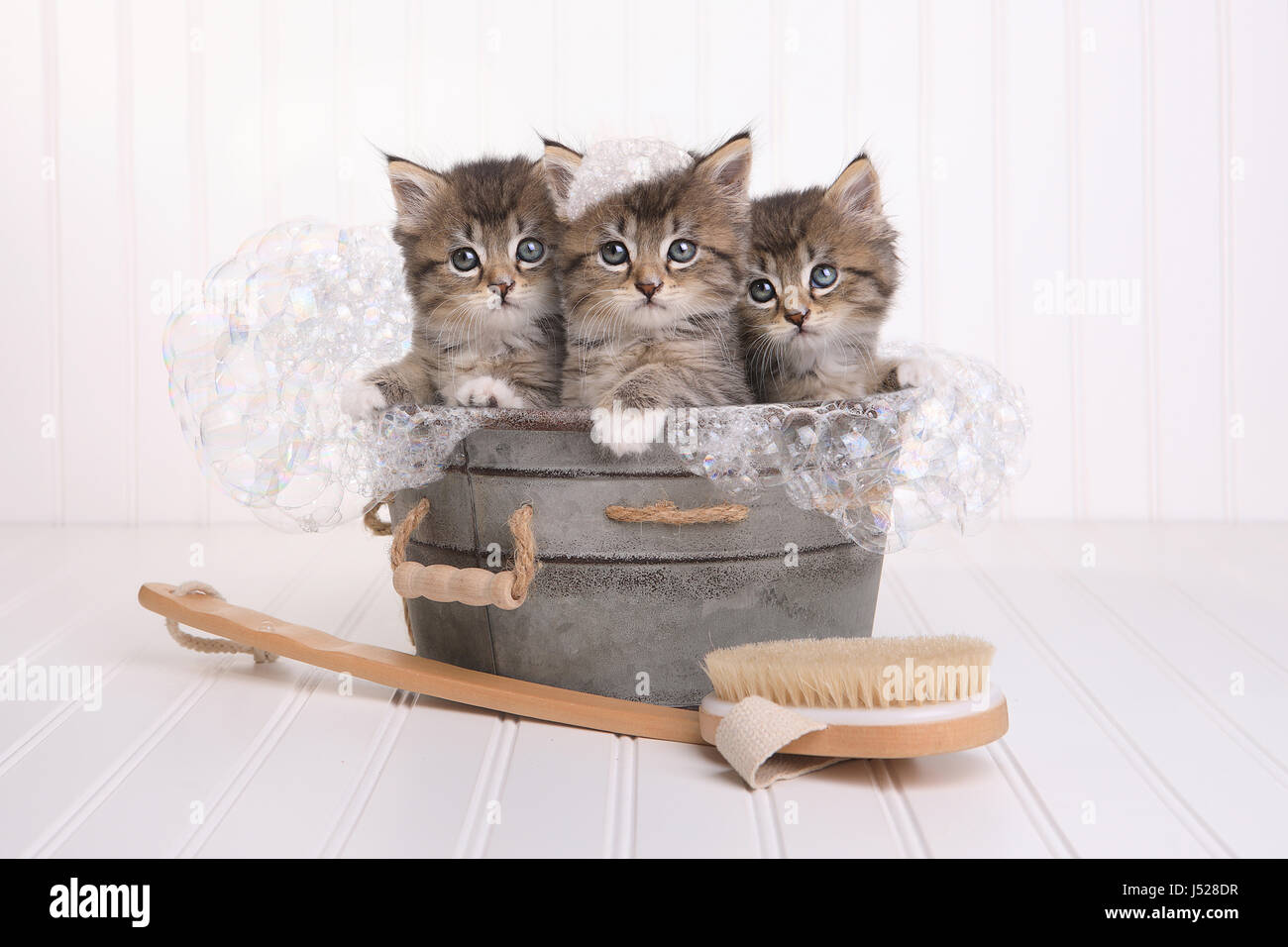 Kittens in Washtub Getting Groomed By Bubble Bath Stock Photo Alamy