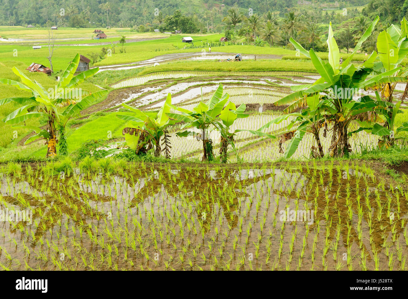 Indonesia countryside on the West Sumatra island near Bukittinggi city resort Stock Photo