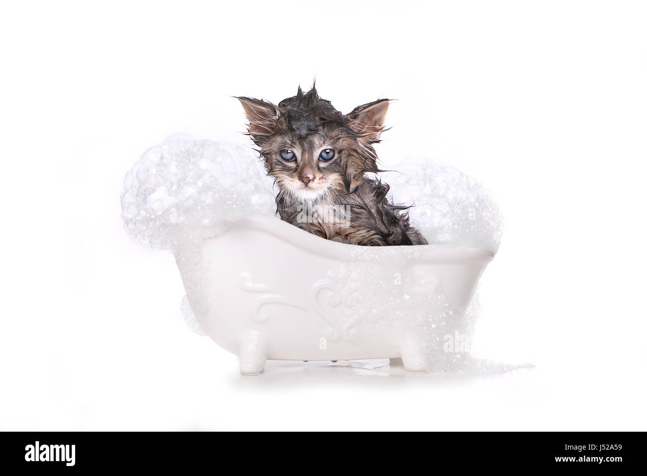 Adorable Dripping Wet Kitten on White Stock Photo