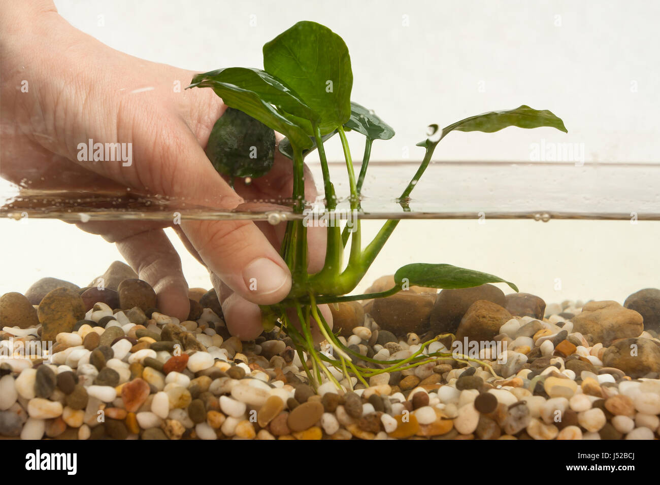 hands of aquarian planting aquatic plant in aquarium Stock Photo