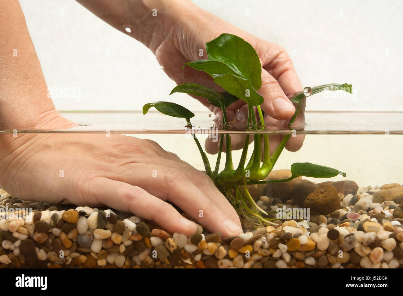 hands of aquarian planting water plant anubias in freshwater aquarium Stock Photo