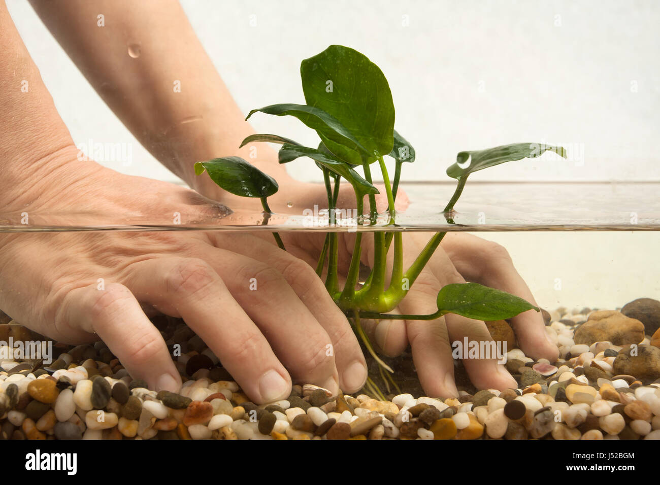 hands of aquarian planting anubias in aquarium Stock Photo