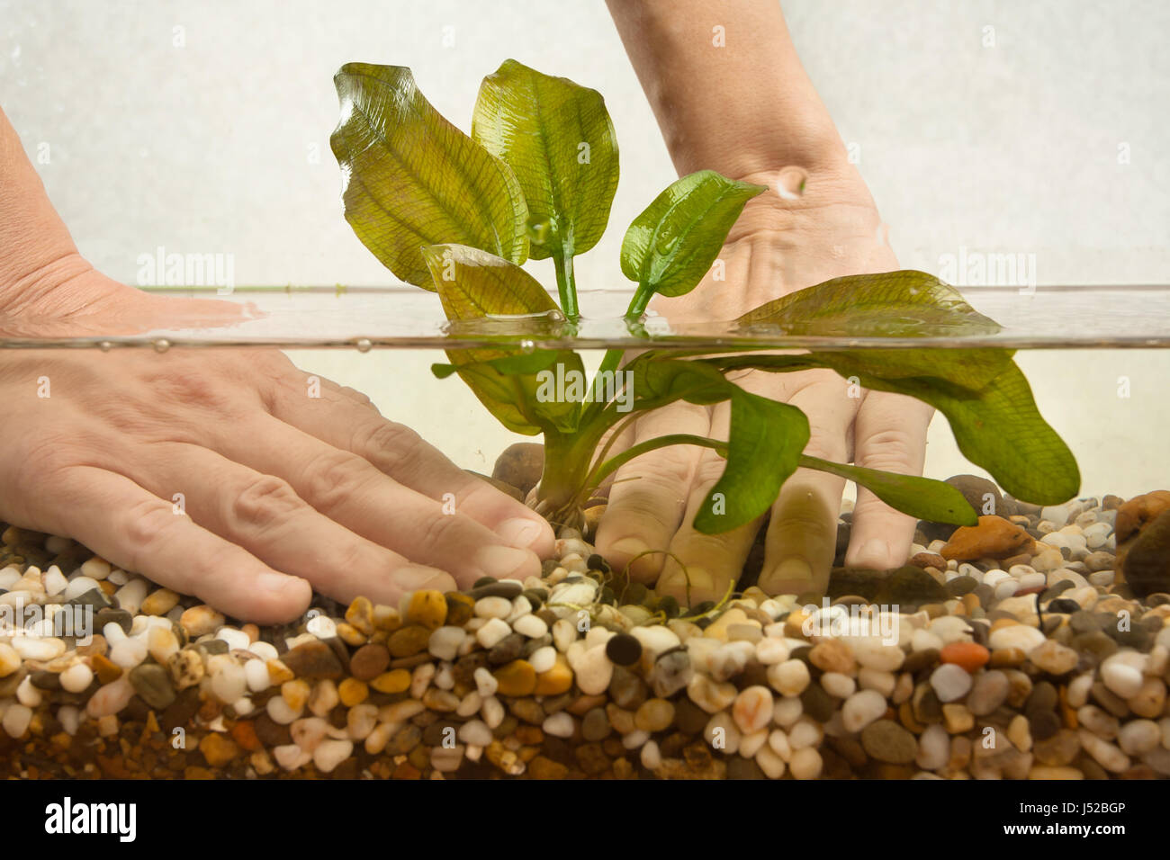 hands of aquarist planting water plant echinodorus in new aquarium Stock Photo