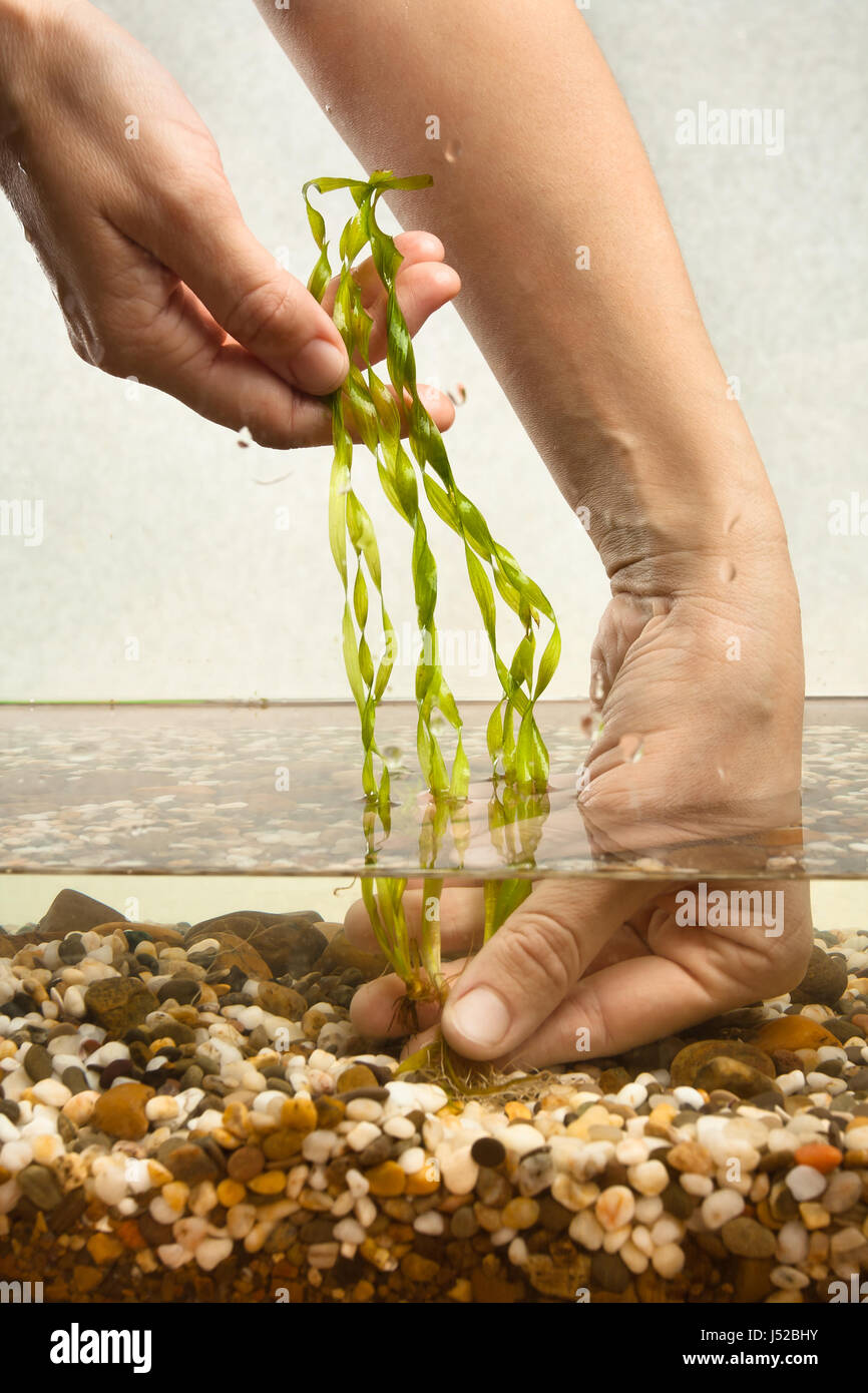 hands of aquarist planting vallisneria in aquarium Stock Photo