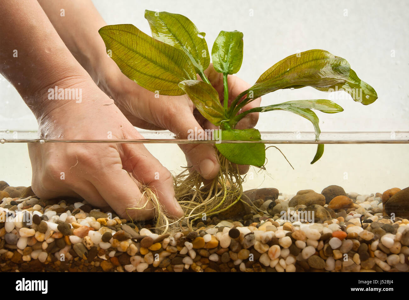 hands of aquarian planting water plant in aquarium Stock Photo