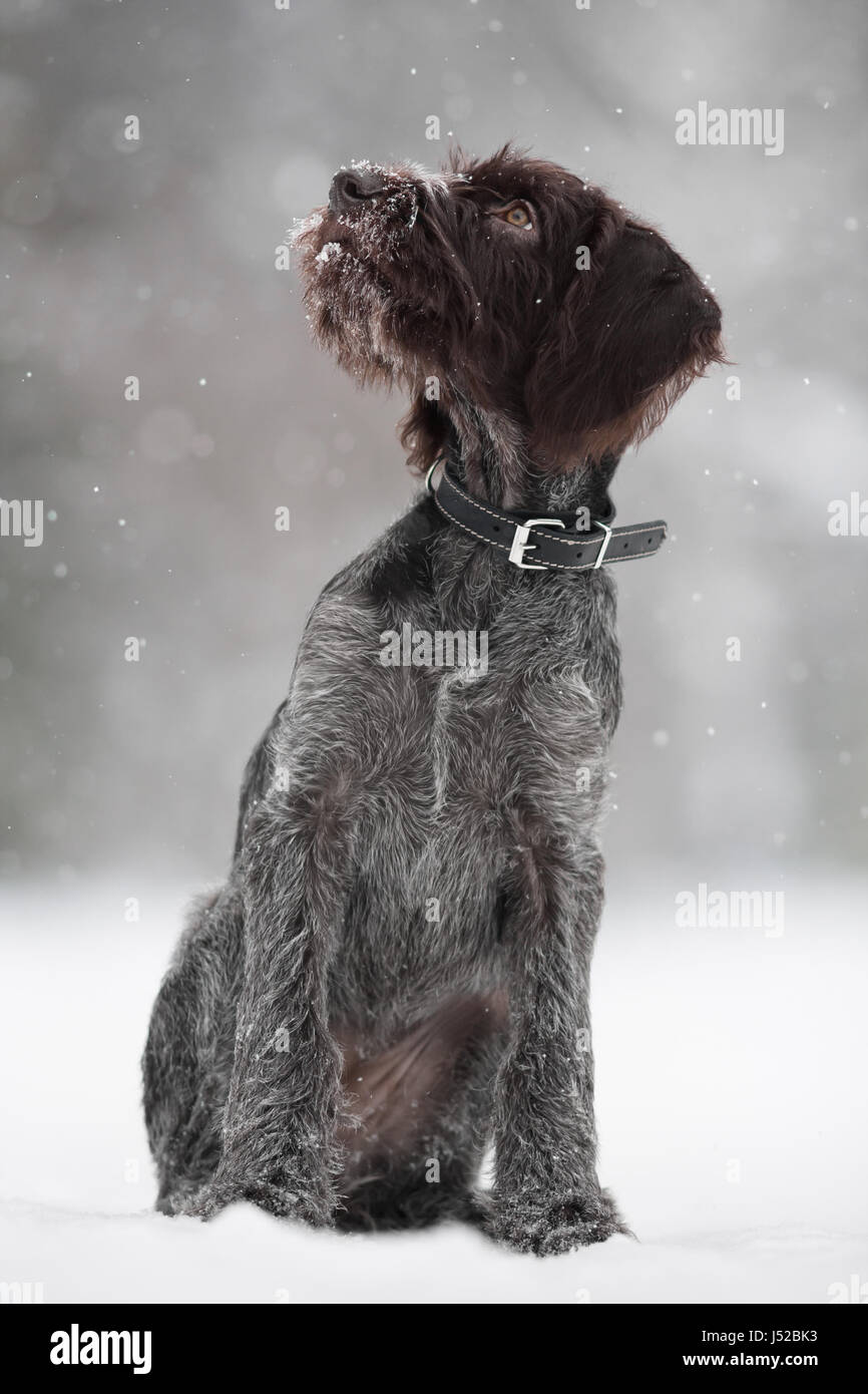 puppy of hunting dog on the walking in winter Stock Photo