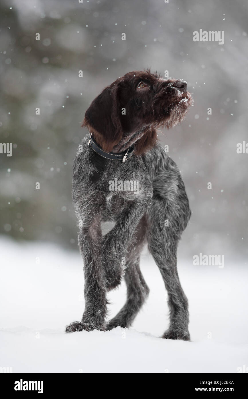 young hunting dog walking in winter Stock Photo