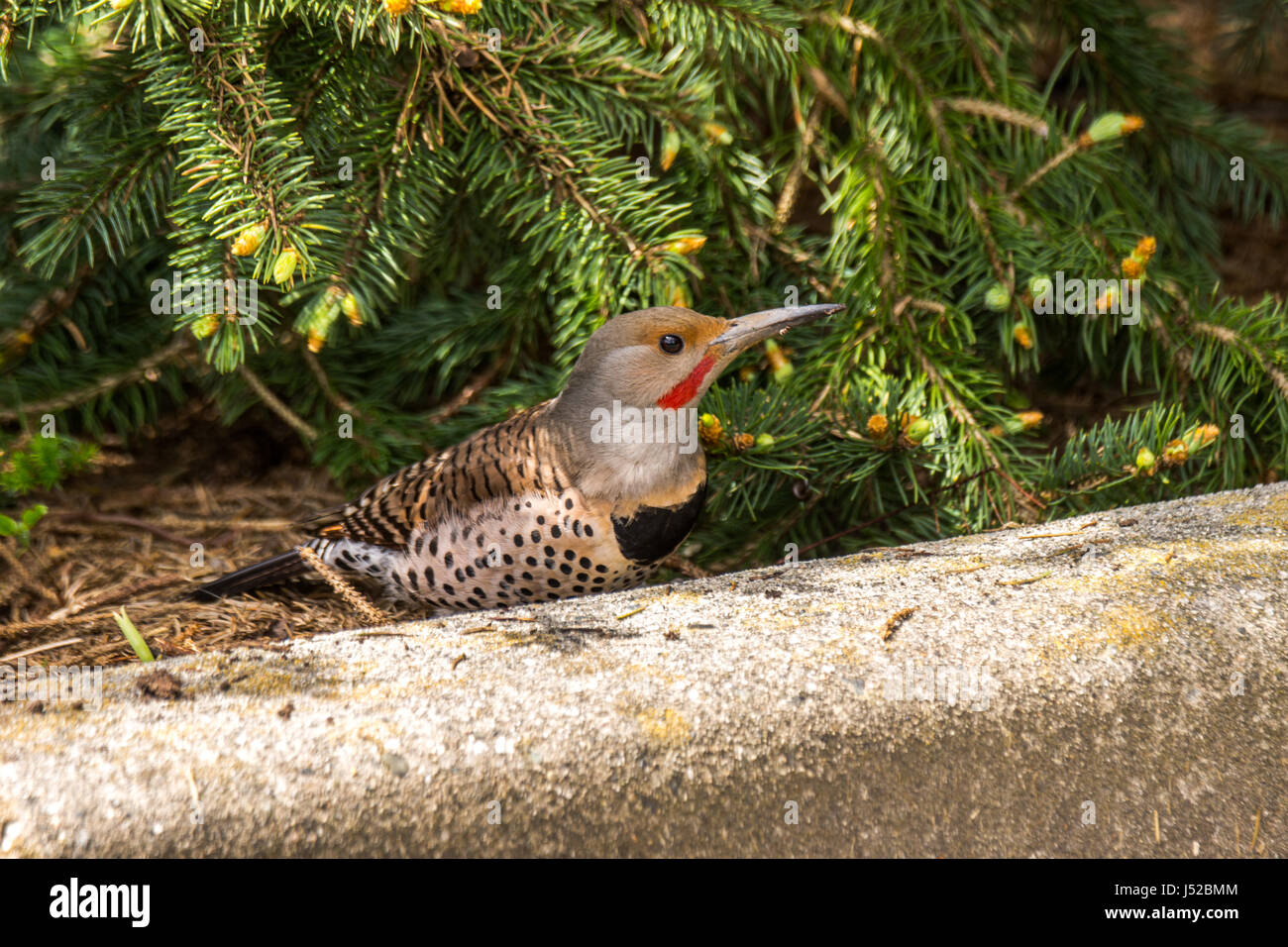 A male Northern Flicker woodpecker on the ground under a tree foraging.  Taken in Stanley Park, in Vancouver BC. Stock Photo