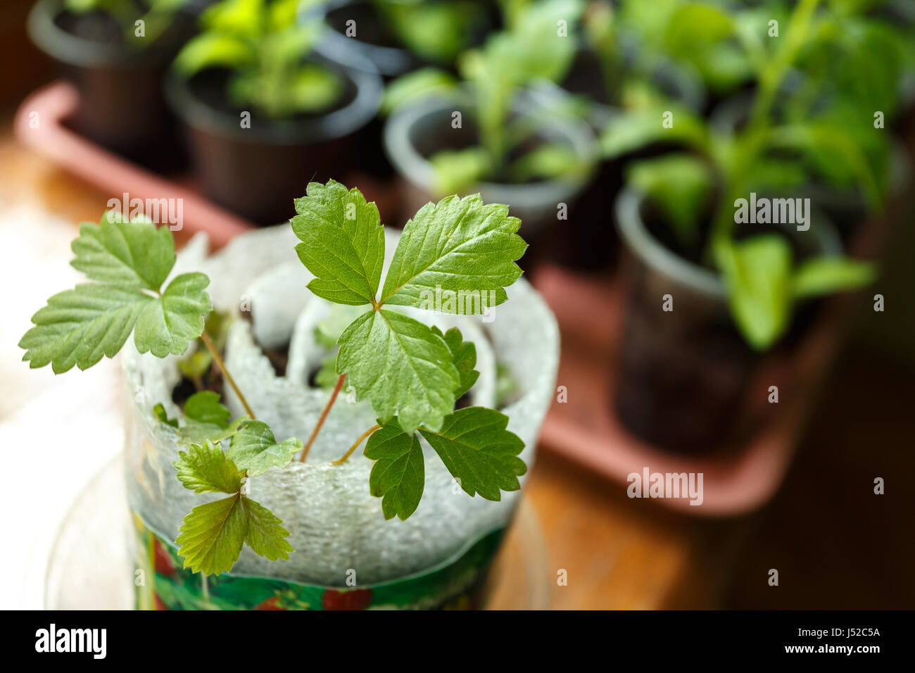 Strawberry seedlings in the pot close up Stock Photo Alamy