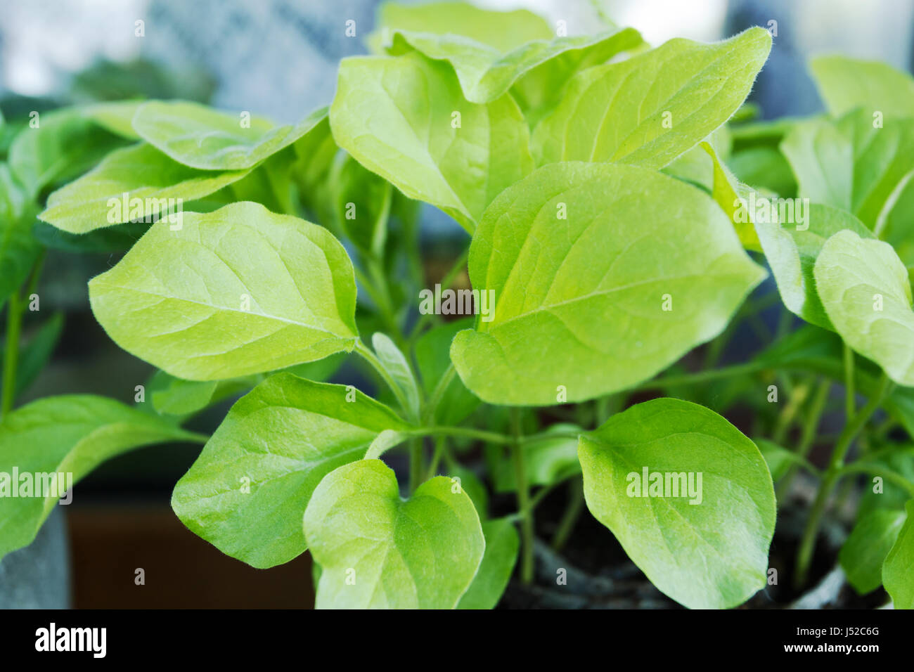 Eggplant seedling in the pot close up Stock Photo Alamy