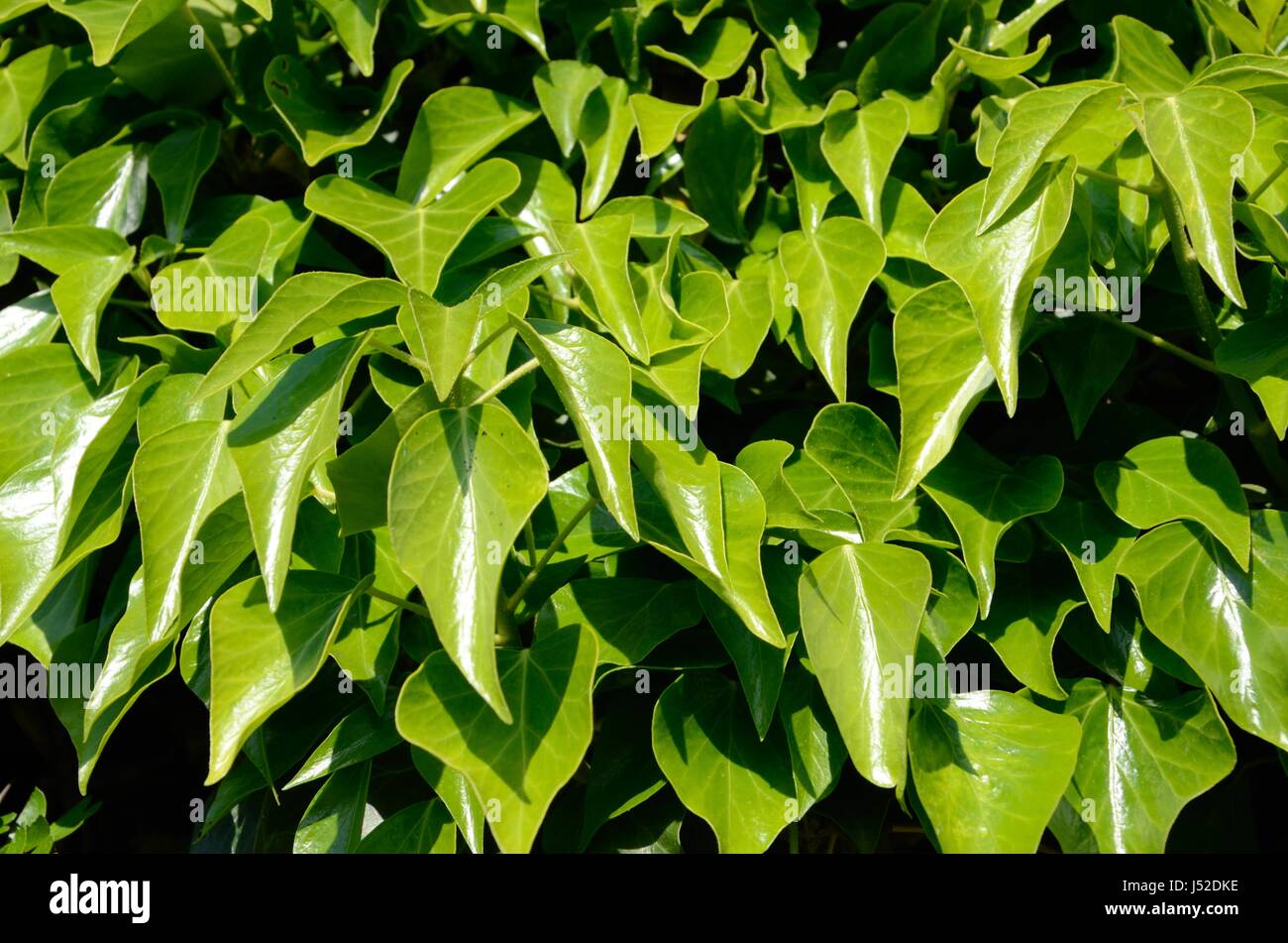 Waxy Green Ivy Leaves In Sunshine Stock Photo Alamy