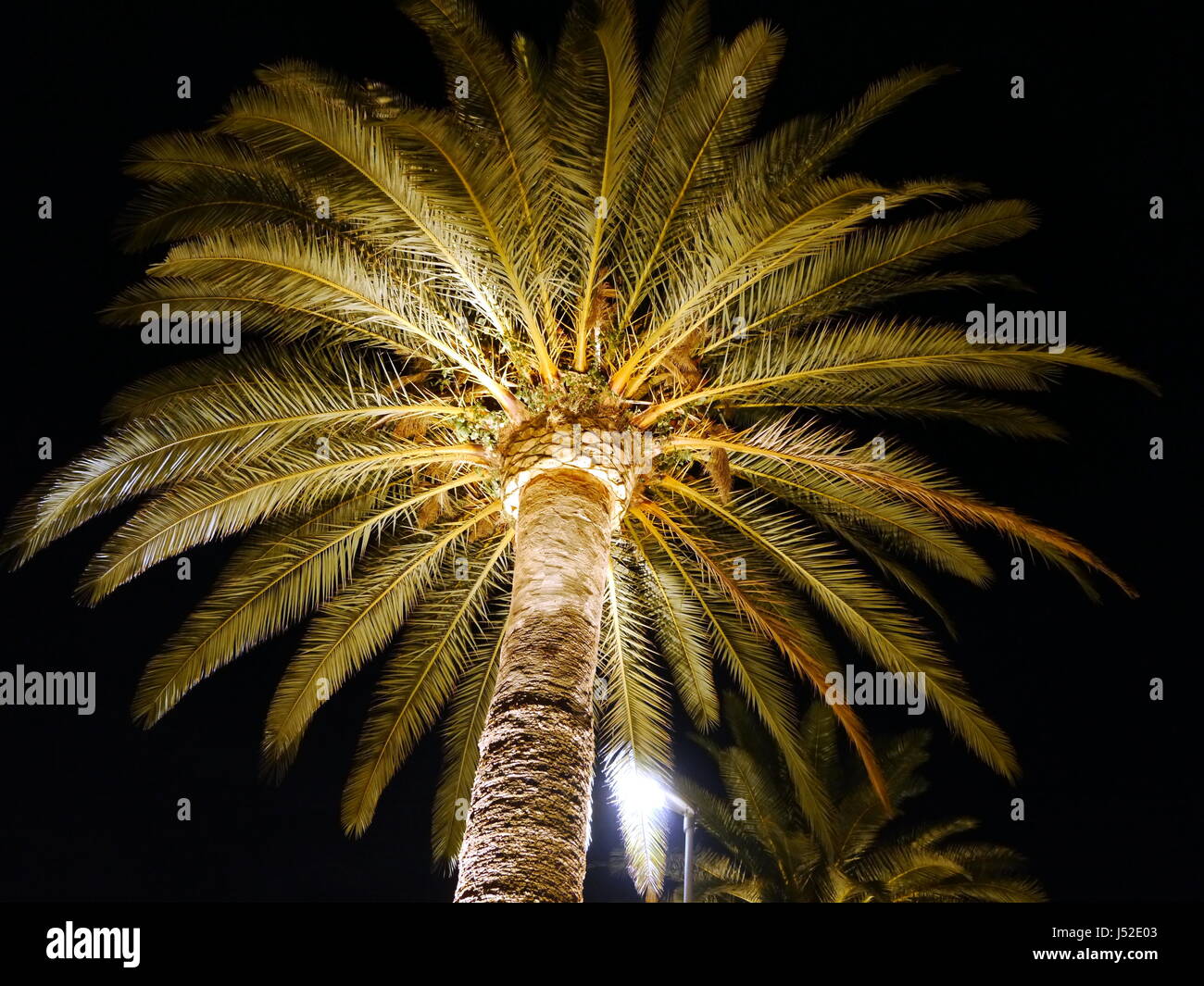 Palm tree at night, lit from underneath,in Tivat, Montenegro Stock Photo