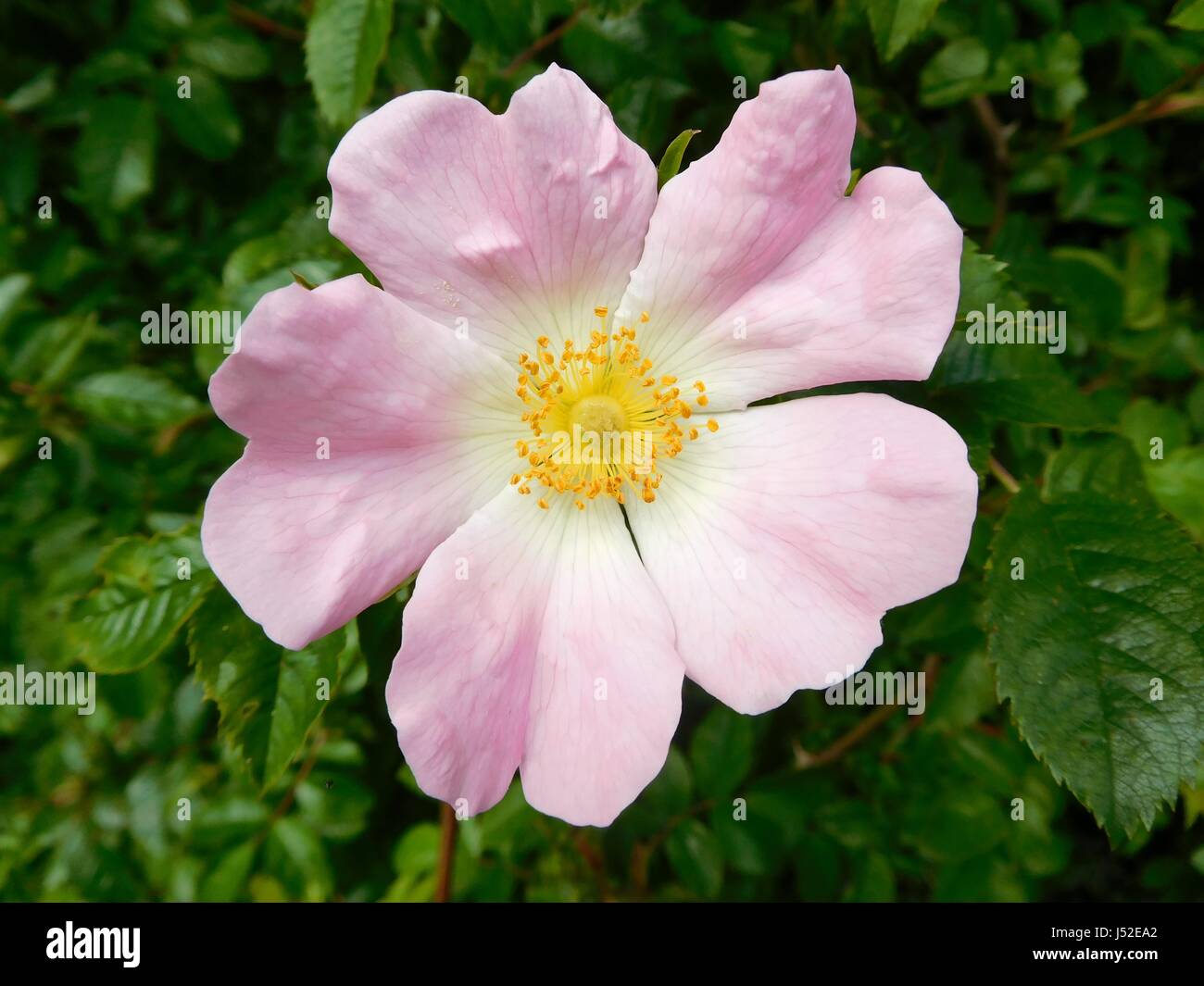 Pink wildflower in desert hi-res stock photography and images - Alamy