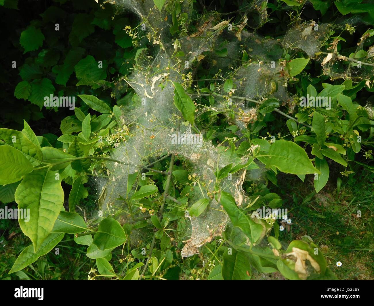 Caterpillar nest hires stock photography and images Alamy