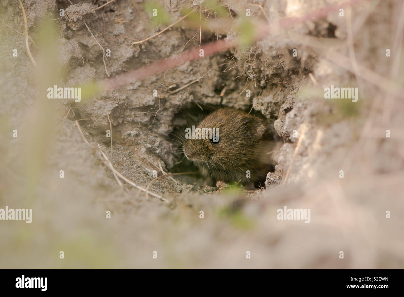 Field vole (Microtus agrestis) emerging from hole. A small mammal in the family Cricetidae leaving burrow under ant-hill Stock Photo