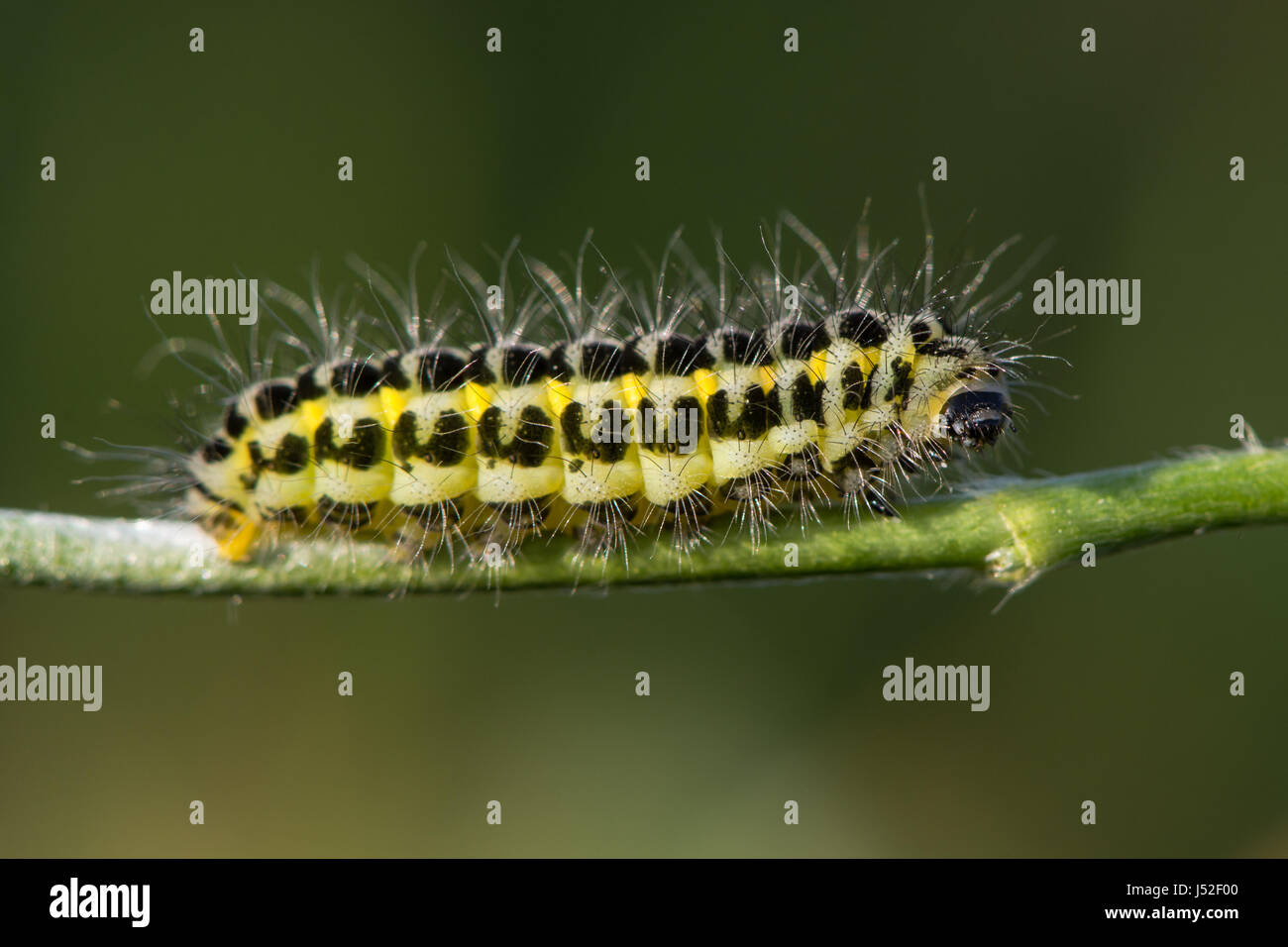 Narrow-bordered five-spot burnet moth (Zygaena lonicerae) caterpillar. A yellow and black moth larva in the family Zygaenidae, with warning colours Stock Photo