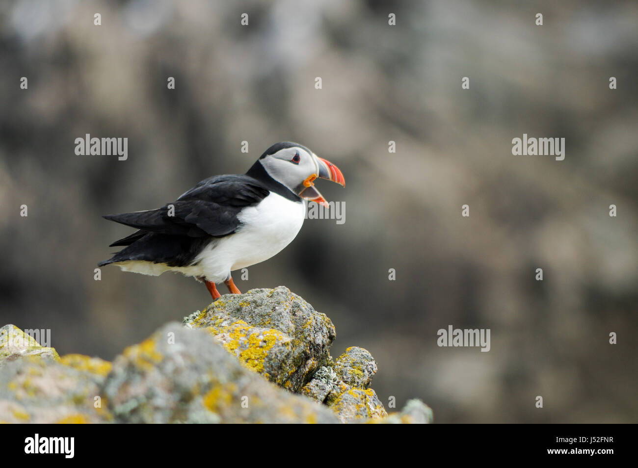 Atlantic puffin with beak open establishing dominance - Saltee Island, Ireland Stock Photo
