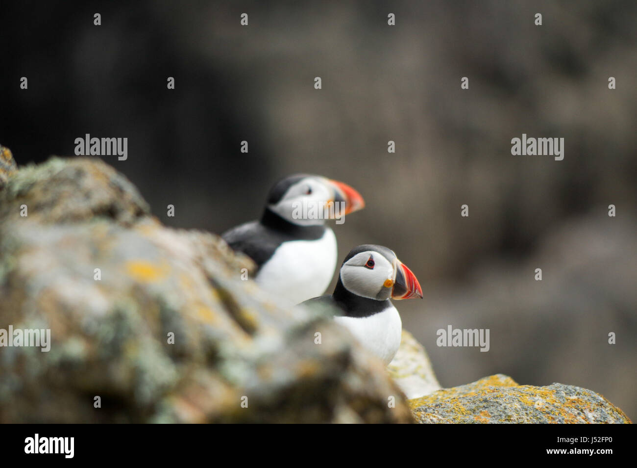Pair of puffins perching on the rocks - Saltee Islands, Ireland Stock Photo