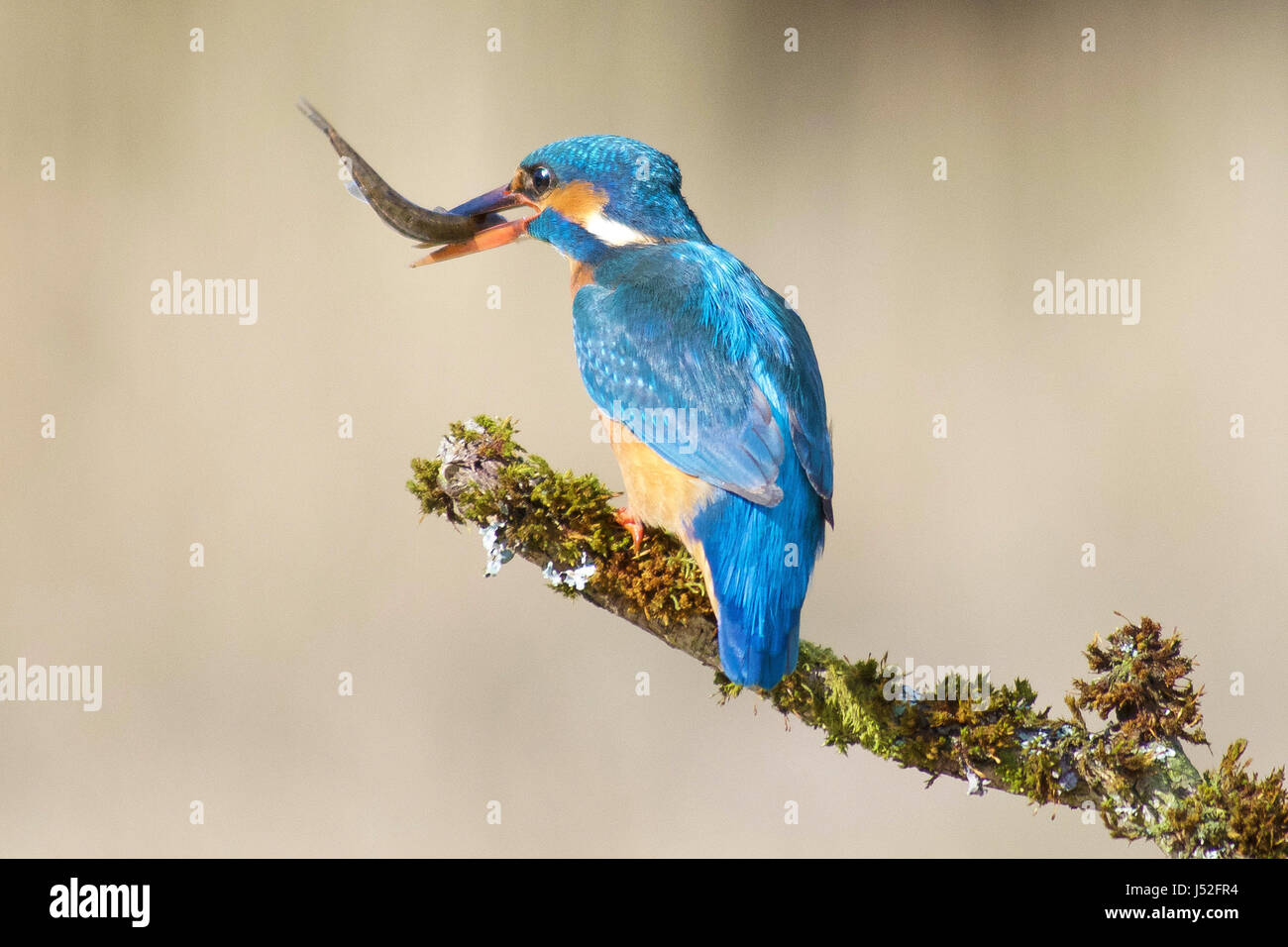 Kingfisher on a branch with fish Stock Photo Alamy