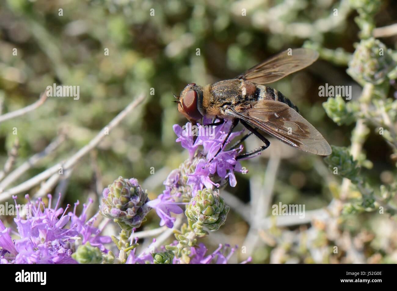 Bee fly (Exoprosopa grandis) nectaring on Headed thyme / Wild thyme bush (Thymus capitatus), Crete, Greece, July. Stock Photo
