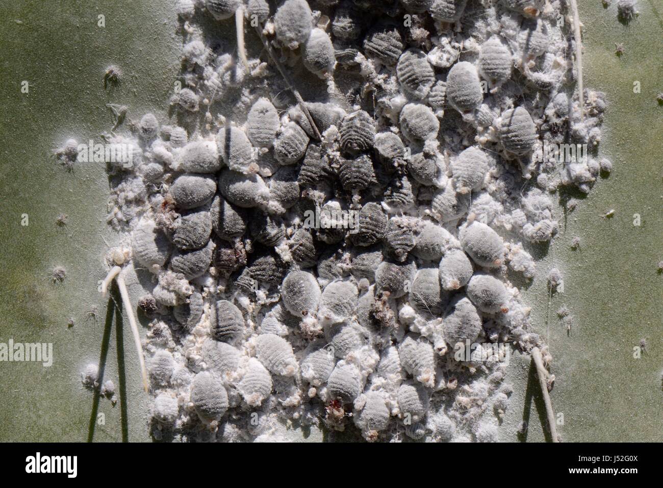 Cochineal insect (Dactylopius coccus), dense colony of scale insects from which cochineal red dye  is extracted, on Prickly pear cactus, Gran Canaria. Stock Photo