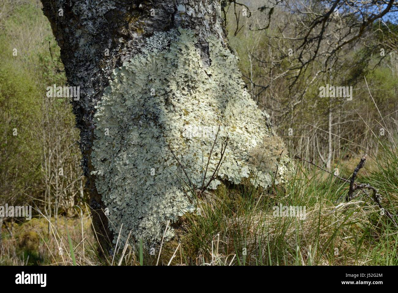 Common greenshield lichen (Flavoparmelia caperata) patch growing on a Birch tree trunk in ancient Atlantic woodland, Knapdale Forest, Argyll, Scotland Stock Photo