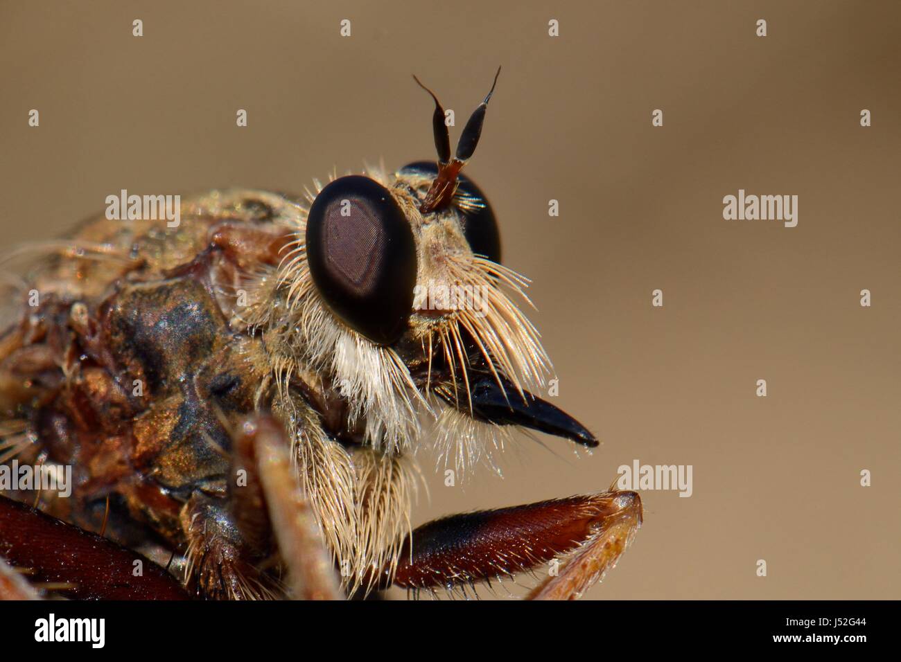 Predatory profile hi-res stock photography and images - Alamy