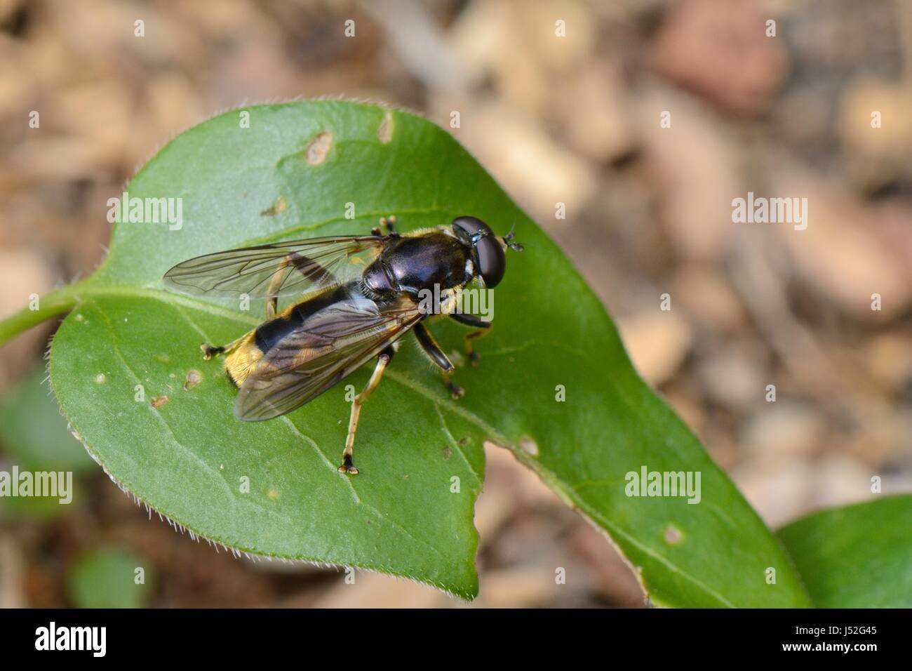 Hoverfly (Xylota sylvarum) a woodland species declining in the UK, resting on an ivy leaf close to a recently felled cedar tree in a garden, Wiltshire Stock Photo