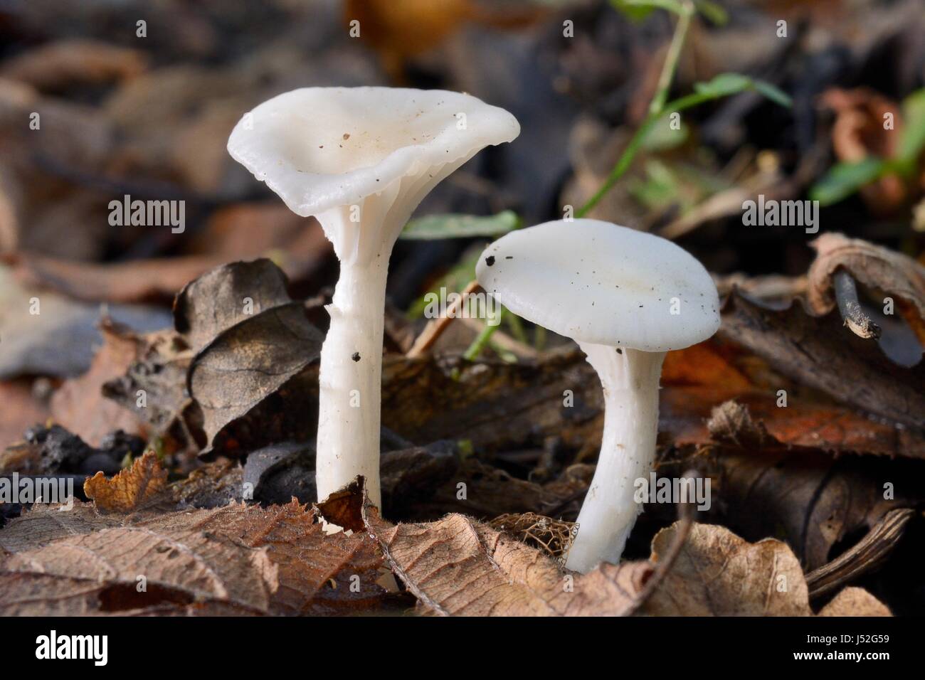 Snowy waxcap fungi (Hygrocybe virginea) on woodland floot, LWT Lower Woods reserve, Gloucestershire, UK, November. Stock Photo