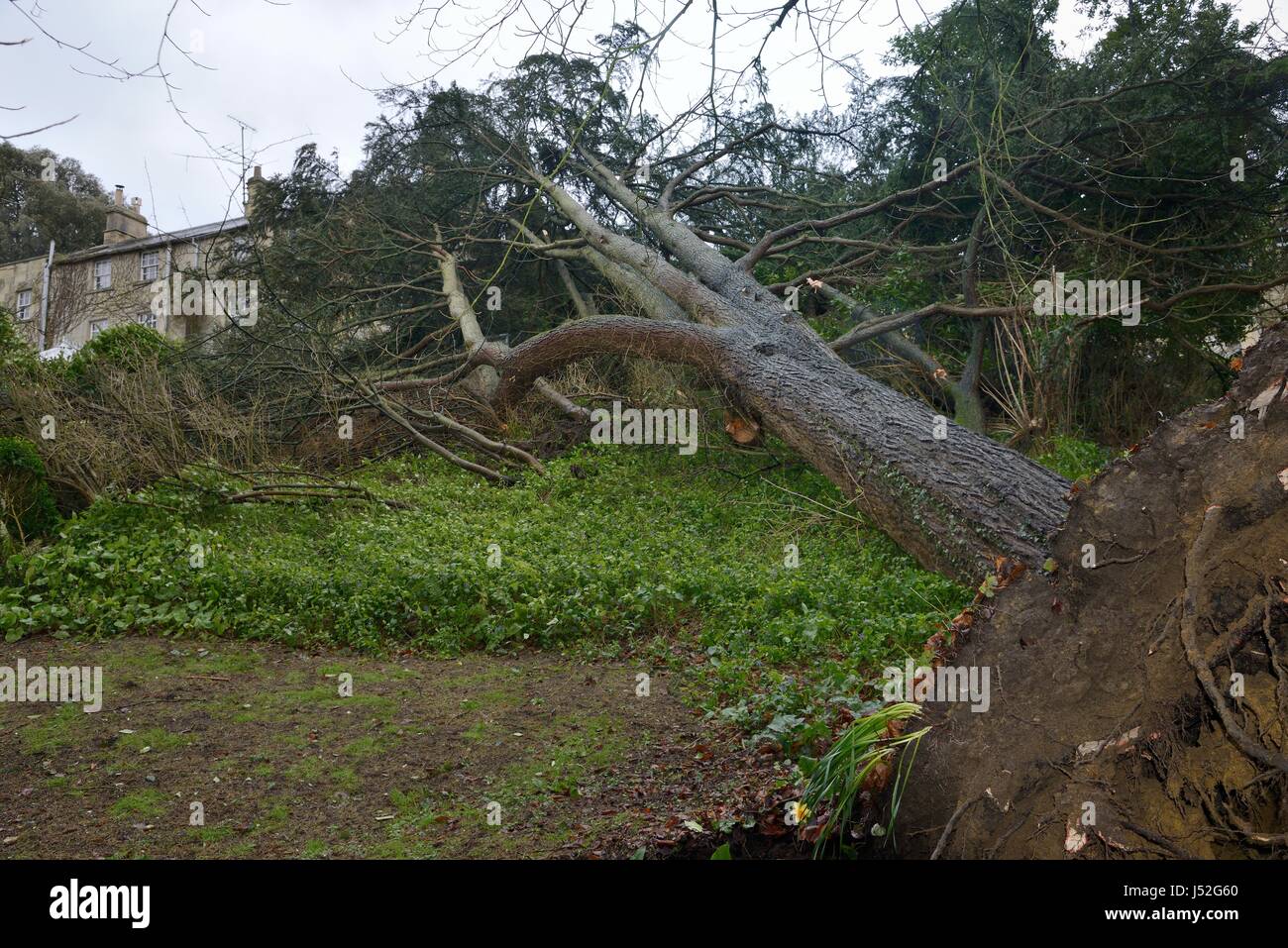 Deodar cedar tree (Cedrus deodara) blown down in a storm, leaning against a house, Wiltshire UK, March 2016. Stock Photo
