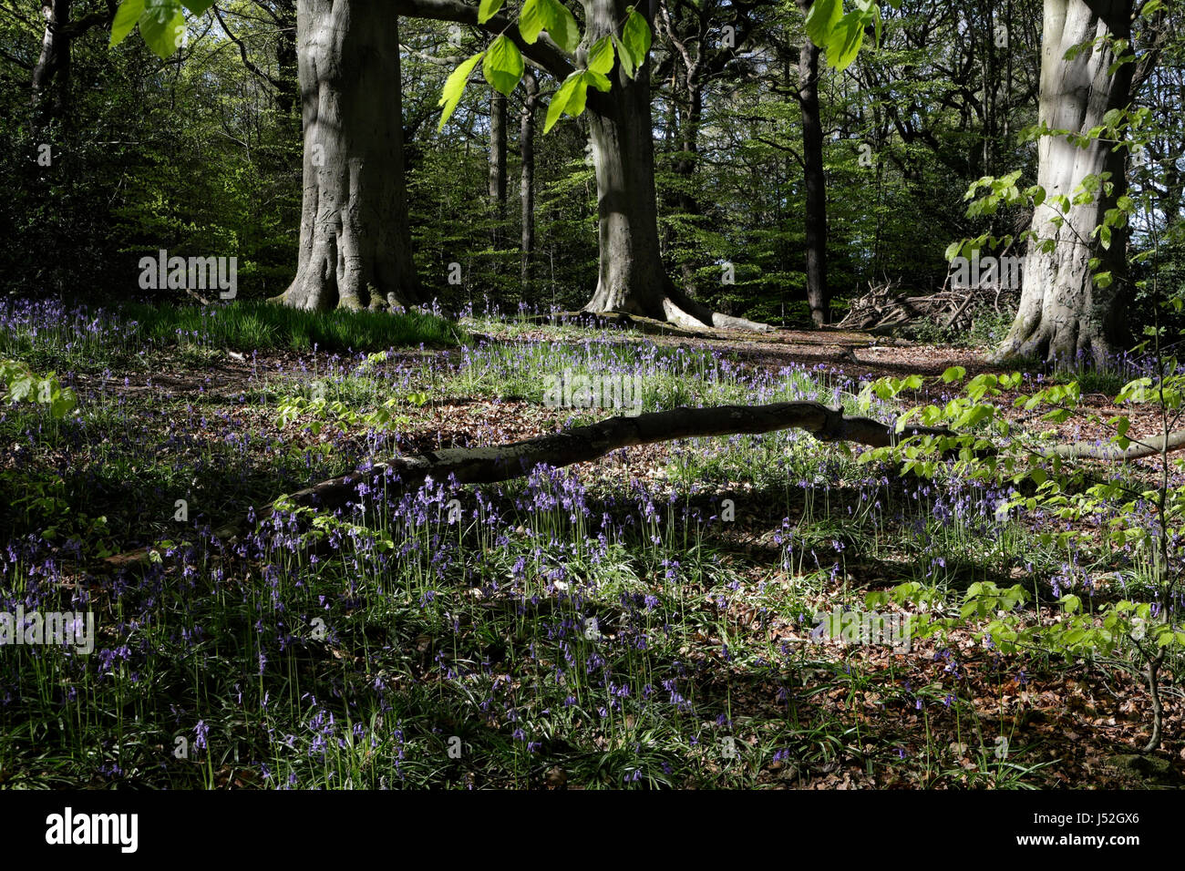 Ecclesall Woods Sheffield England in Springtime Suburban ancient woodland bluebells biodiversity and local nature reserve Stock Photo