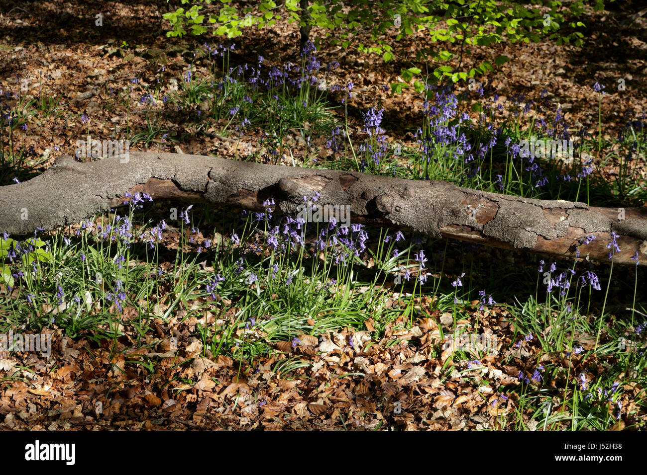 Ecclesall Woods Sheffield England in Springtime suburban biodiversity and local nature reserve Stock Photo