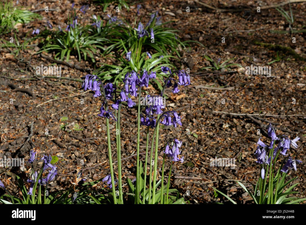 Ecclesall Woods Sheffield in Springtime Bluebells in flower Stock Photo