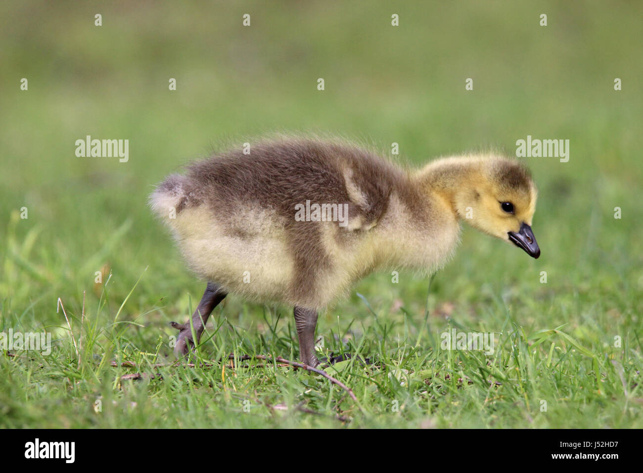 A Canada Goose gosling walking in a meadow Stock Photo
