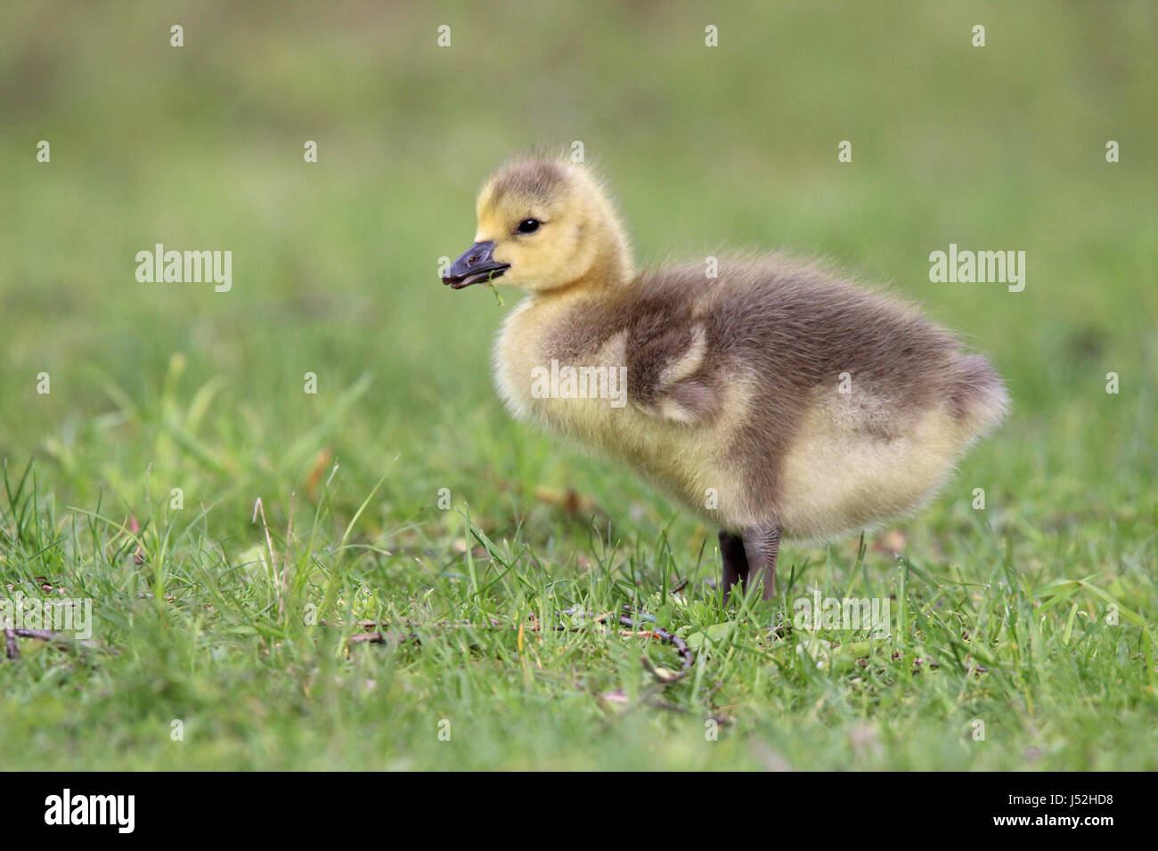 Gosling goose bird hi-res stock photography and images - Alamy