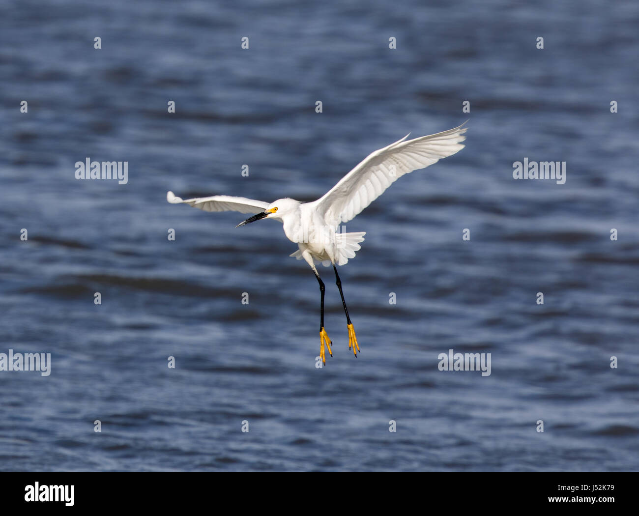 Snowy Egret (Egretta thula) Landing Stock Photo - Alamy