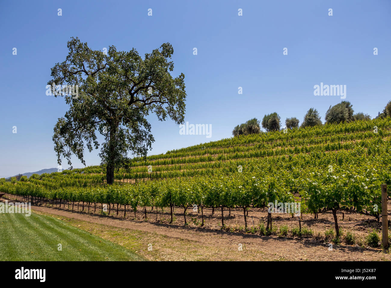 Rubicon estate winery hires stock photography and images Alamy