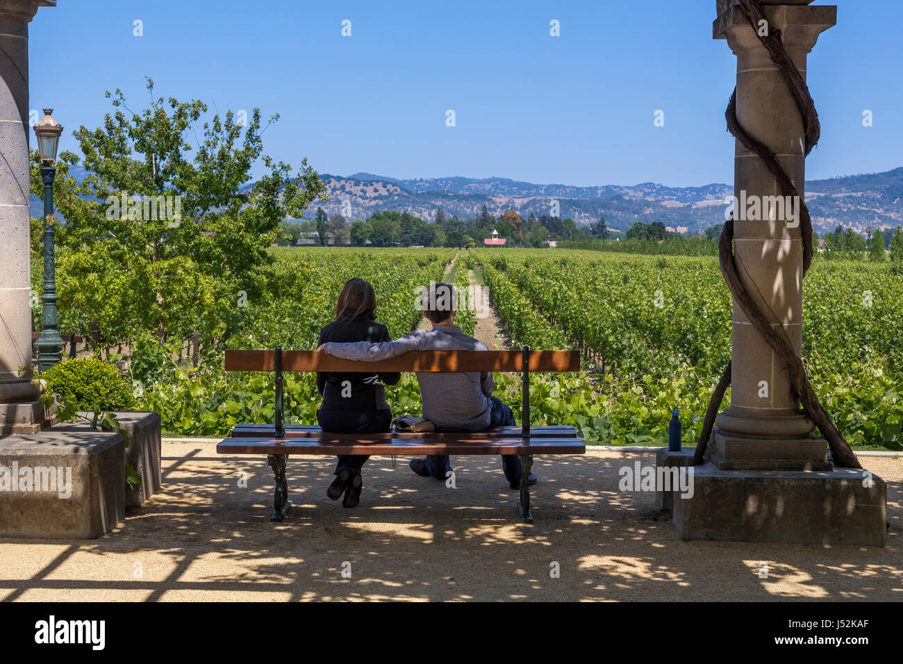 people, couple, tourists, grape vineyard, grape vineyards, vineyard, vineyards, winery, Inglenook, Rutherford, Napa Valley, Napa County, California Stock Photo