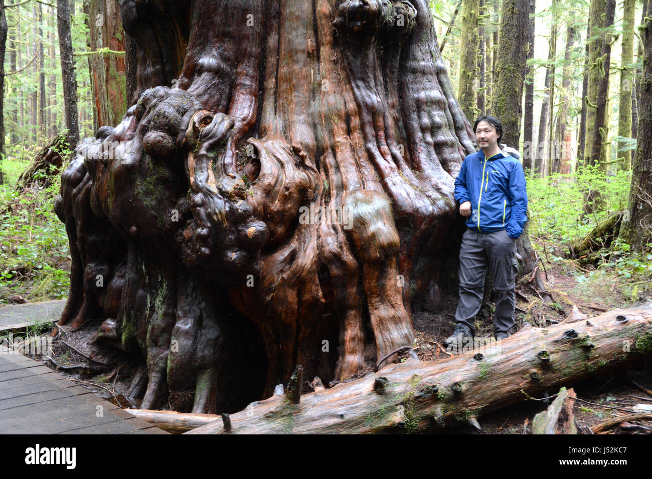 An environmentalist stands beside a giant western red cedar in Avatar Grove, an old growth forest on Vancouver Island, British Columbia, Canada. Stock Photo