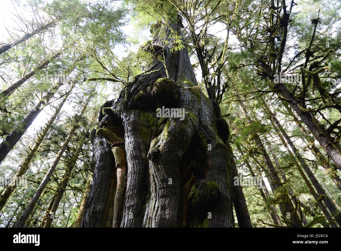 Cedar Grove British Columbia Canada Red wood forest british columbia hi-res stock photography and images