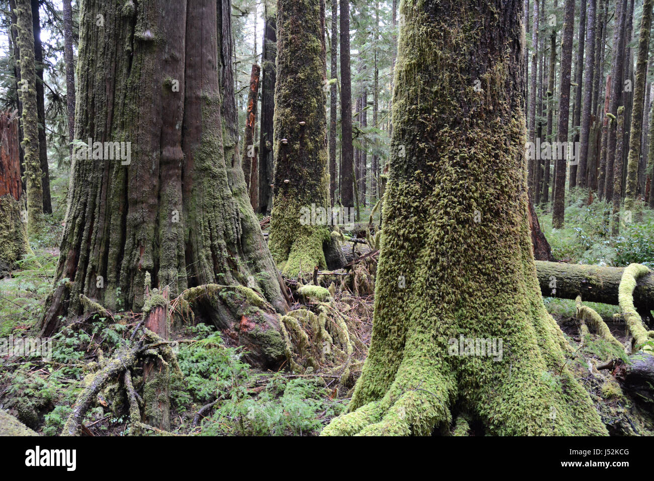 Ancient Western red cedars in a mossy, old growth forest near the town of Port Renfrew, Vancouver Island, British Columbia, Canada. Stock Photo