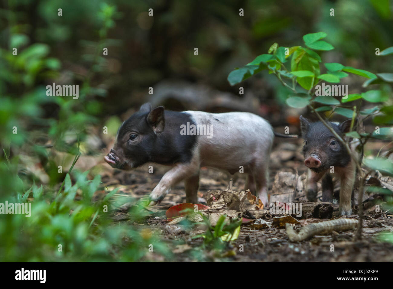 Piglets walking on forest floor in Tangkoko Nature Park, which is located near Batuputih village in Ranowulu, Bitung, North Sulawesi, Indonesia. Stock Photo